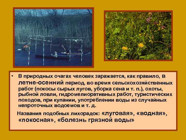  • В природных очагах человек заражается, как правило, в летне-осенний период, во время