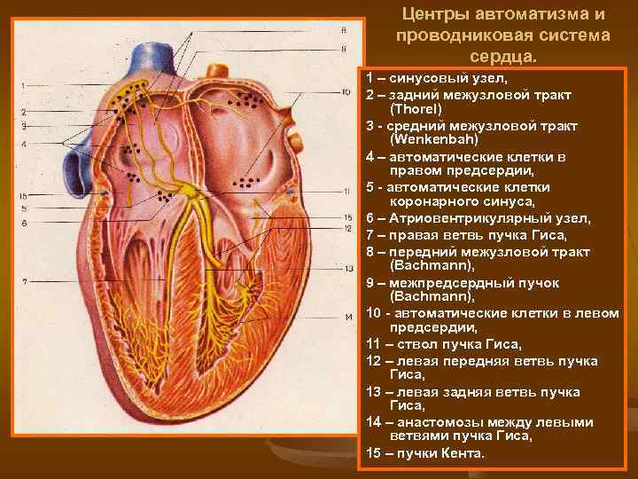 Центры автоматизма и проводниковая система сердца. 1 – синусовый узел, 2 – задний межузловой