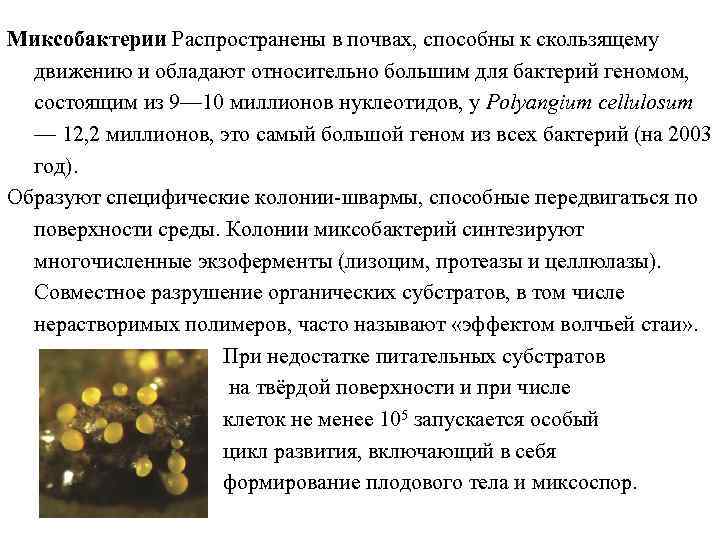 Миксобактерии Распространены в почвах, способны к скользящему движению и обладают относительно большим для бактерий