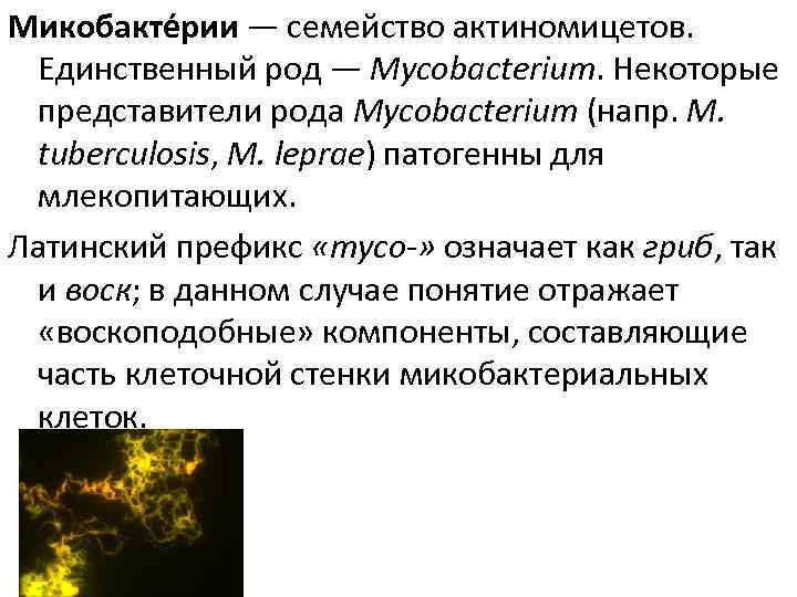 Микобакте рии — семейство актиномицетов. Единственный род — Mycobacterium. Некоторые представители рода Mycobacterium (напр.