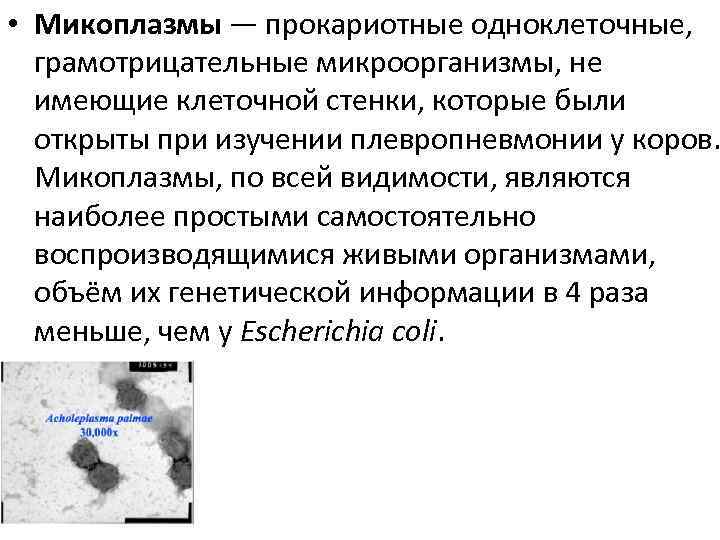  • Микоплазмы — прокариотные одноклеточные, грамотрицательные микроорганизмы, не имеющие клеточной стенки, которые были