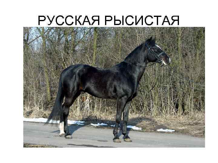 РУССКАЯ РЫСИСТАЯ 