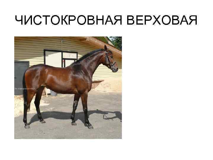 ЧИСТОКРОВНАЯ ВЕРХОВАЯ 