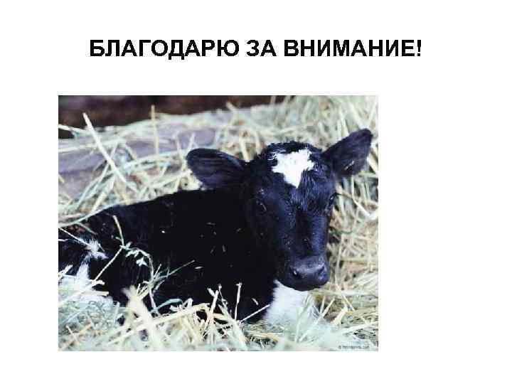 БЛАГОДАРЮ ЗА ВНИМАНИЕ! 