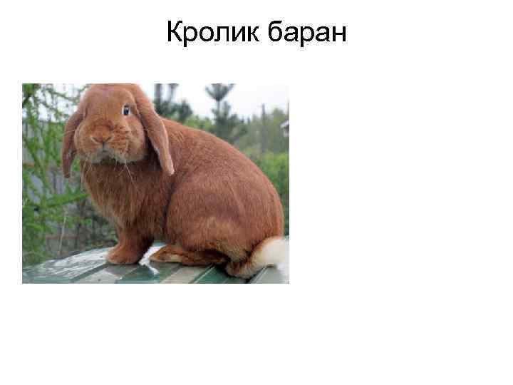 Кролик баран 