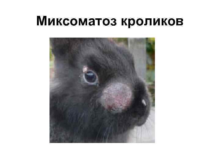 Миксоматоз кроликов 