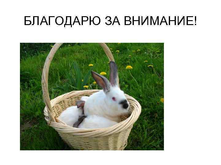 БЛАГОДАРЮ ЗА ВНИМАНИЕ! 