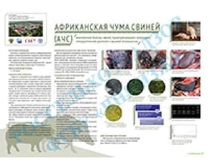 БЛАГОДАРЮ ЗА ВНИМАНИЕ! 