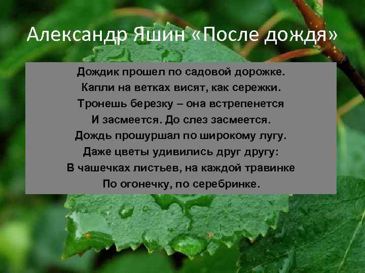 Сочинение по плану после дождя 6 класс. Стихотворение Яшина после дождя. Яшин после дождя стихотворение. Стихотворение Александра Яшина после дождя. Стихотворение а Яшин дождик.