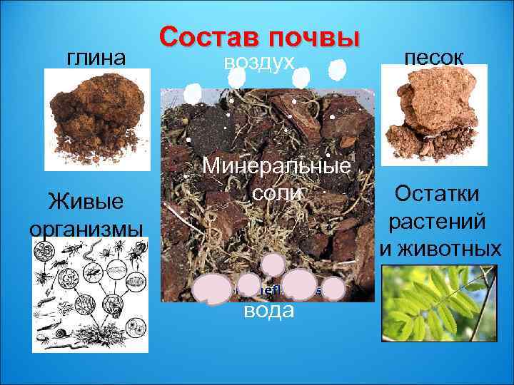 глина Живые организмы Состав почвы воздух Минеральные соли вода песок Остатки растений и животных