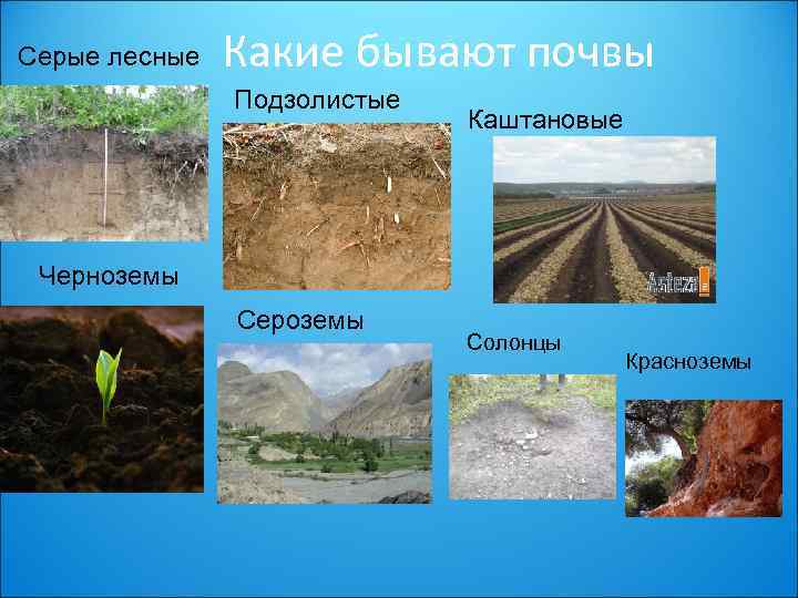 Серые лесные Какие бывают почвы Подзолистые Каштановые Черноземы Сероземы Солонцы Красноземы 