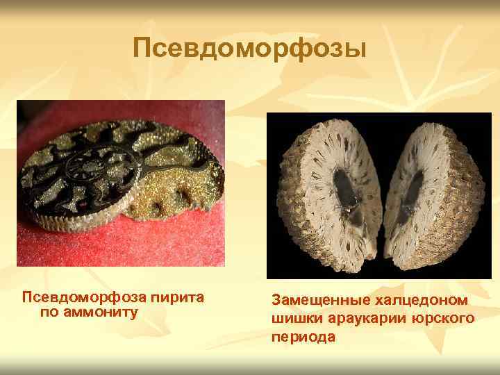 Псевдоморфозы Псевдоморфоза пирита по аммониту Замещенные халцедоном шишки араукарии юрского периода 