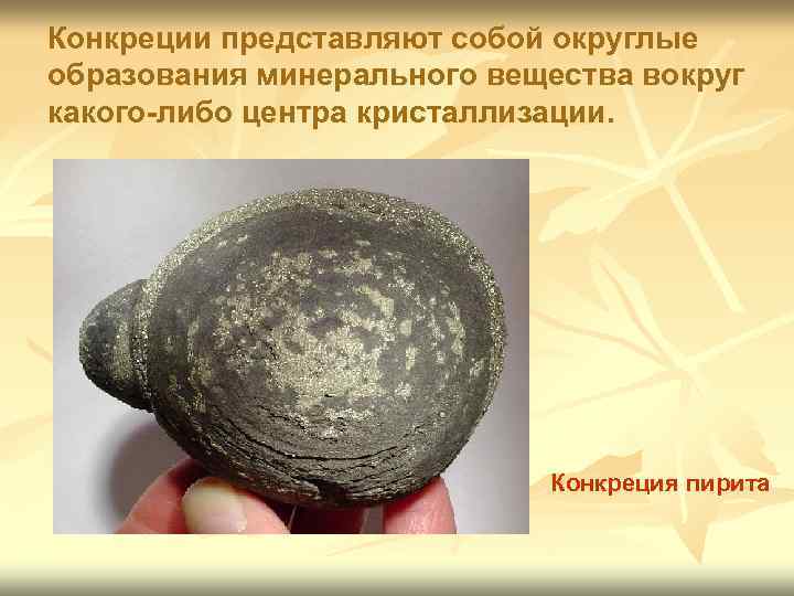 Конкреции представляют собой округлые образования минерального вещества вокруг какого-либо центра кристаллизации. Конкреция пирита 