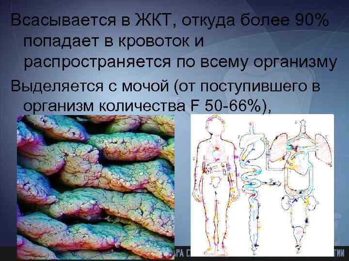 Всасывается в ЖКТ, откуда более 90% попадает в кровоток и распространяется по всему организму