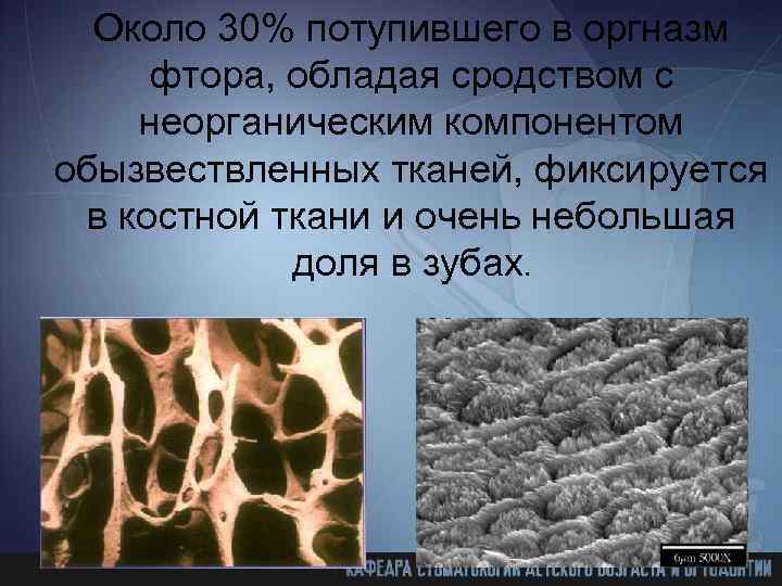 Около 30% потупившего в оргназм фтора, обладая сродством с неорганическим компонентом обызвествленных тканей, фиксируется