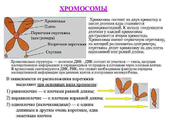 ХРОМОСОМЫ Хромосома состоит из двух хроматид и после деления ядра становится однохроматидной. К началу