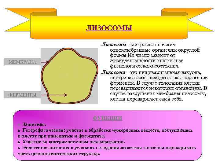 ЛИЗОСОМЫ МЕМБРАНА ФЕРМЕНТЫ Лизосомы - микроскопические одномембранные органеллы округлой формы Их число зависит от