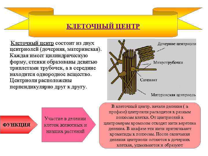 КЛЕТОЧНЫЙ ЦЕНТР Клеточный центр состоит из двух центриолей (дочерняя, материнская). Каждая имеет цилиндрическую форму,