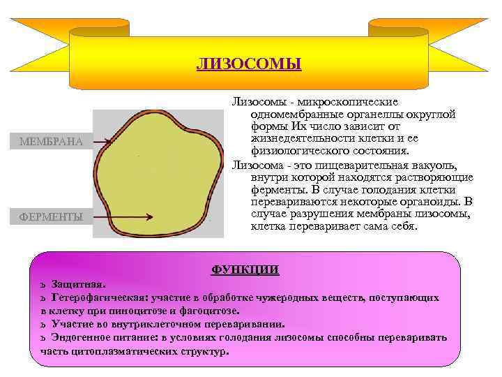 Система одномембранных цистерн