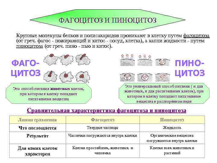 Фагоцитоз клетки