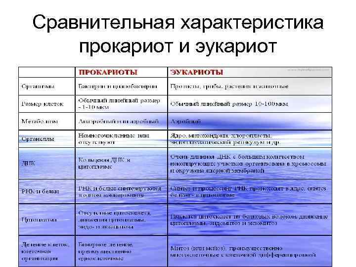 Сравнительная характеристика прокариот и эукариот 