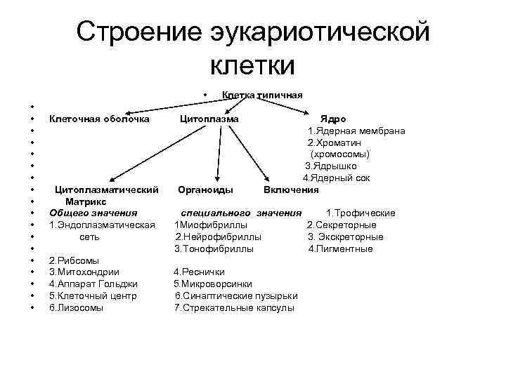 Строение эукариотической клетки • • • • • Клетка типичная Клеточная оболочка Цитоплазматический Матрикс