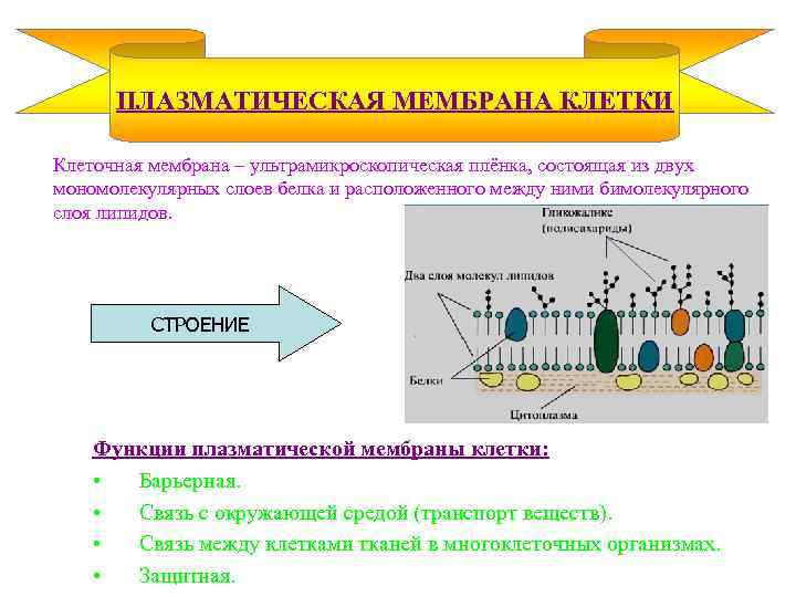 ПЛАЗМАТИЧЕСКАЯ МЕМБРАНА КЛЕТКИ Клеточная мембрана – ультрамикроскопическая плёнка, состоящая из двух мономолекулярных слоев белка
