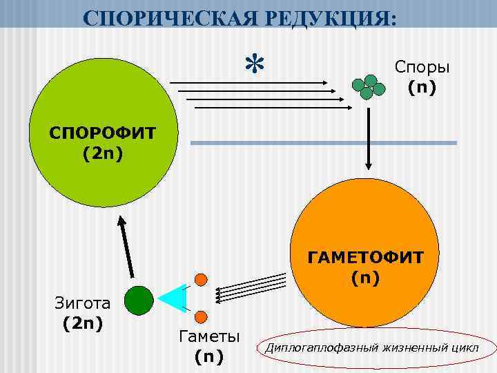 СПОРИЧЕСКАЯ РЕДУКЦИЯ: * Споры (n) СПОРОФИТ (2 n) ГАМЕТОФИТ (n) Зигота (2 n) Гаметы