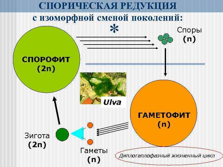 СПОРИЧЕСКАЯ РЕДУКЦИЯ с изоморфной сменой поколений: * Споры (n) СПОРОФИТ (2 n) Ulva ГАМЕТОФИТ