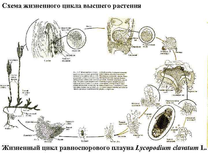 Схема жизненного цикла высшего растения Жизненный цикл равноспорового плауна Lycopodium clavatum L. 