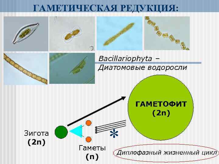 ГАМЕТИЧЕСКАЯ РЕДУКЦИЯ: Bacillariophyta – Диатомовые водоросли ГАМЕТОФИТ (2 n) Зигота (2 n) Гаметы (n)