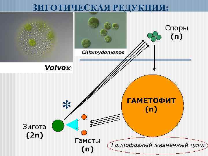 ЗИГОТИЧЕСКАЯ РЕДУКЦИЯ: Споры (n) Chlamydomonas Volvox * Зигота (2 n) ГАМЕТОФИТ (n) Гаметы (n)