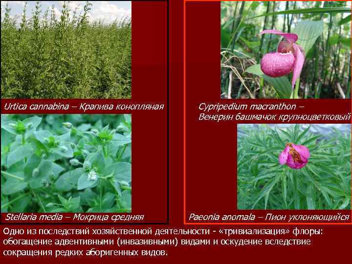 Urtica cannabina – Крапива конопляная Stellaria media – Мокрица средняя Cypripedium macranthon – Венерин