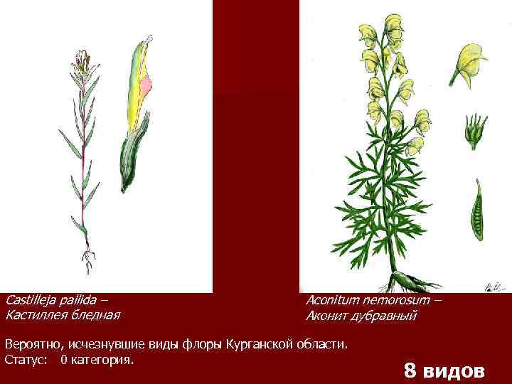Castilleja pallida – Кастиллея бледная Aconitum nemorosum – Аконит дубравный Вероятно, исчезнувшие виды флоры