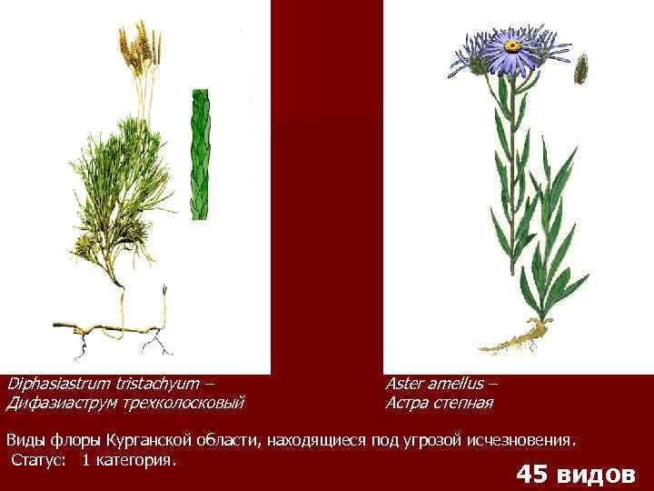 Diphasiastrum tristachyum – Дифазиаструм трехколосковый Aster amellus – Астра степная Виды флоры Курганской области,