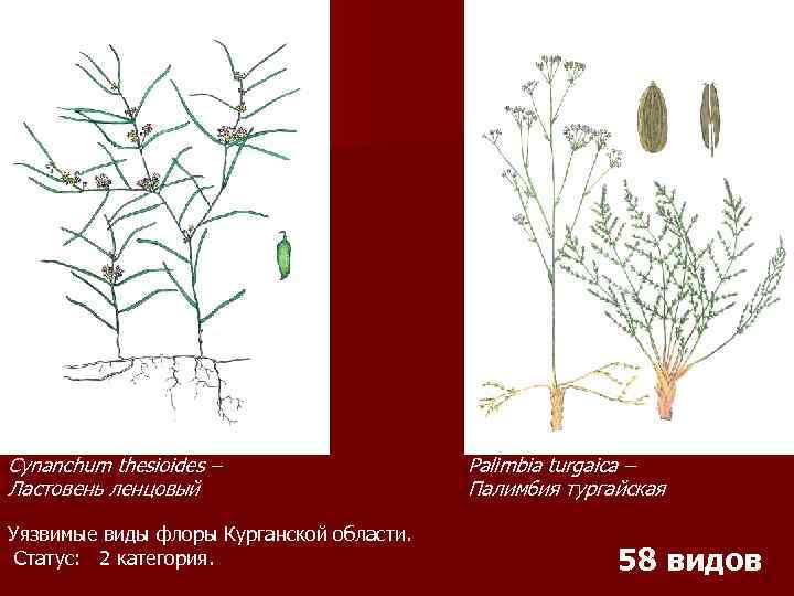 Cynanchum thesioides – Ластовень ленцовый Уязвимые виды флоры Курганской области. Статус: 2 категория. Palimbia
