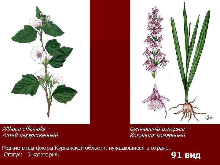 Althaea officinalis – Алтей лекарственный Gymnadenia conopsea – Кокушник комариный Редкие виды флоры Курганской