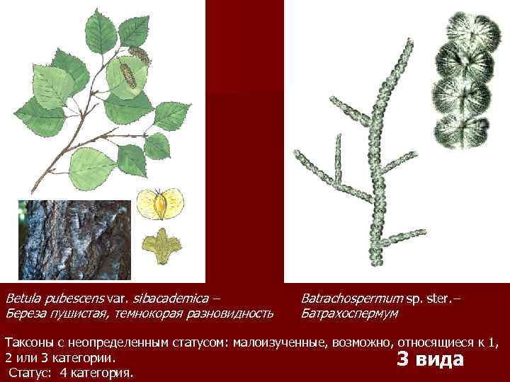 Betula pubescens var. sibacademica – Береза пушистая, темнокорая разновидность Batrachospermum sp. ster. – Батрахоспермум