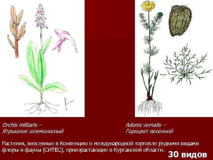 Orchis militaris – Ятрышник шлемоносный Adonis vernalis – Горицвет весенний Растения, внесенные в Конвенцию