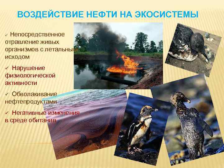 ВОЗДЕЙСТВИЕ НЕФТИ НА ЭКОСИСТЕМЫ Непосредственное отравление живых организмов с летальным исходом ü ü Нарушение