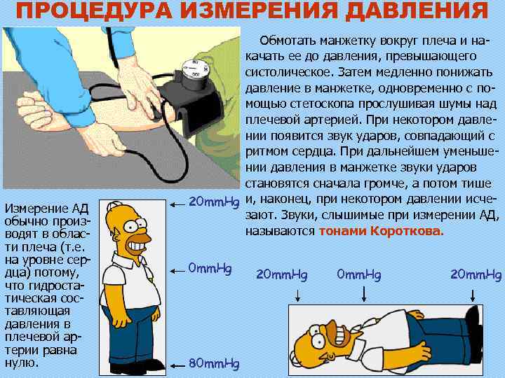ПРОЦЕДУРА ИЗМЕРЕНИЯ ДАВЛЕНИЯ Измерение АД обычно производят в области плеча (т. е. на уровне
