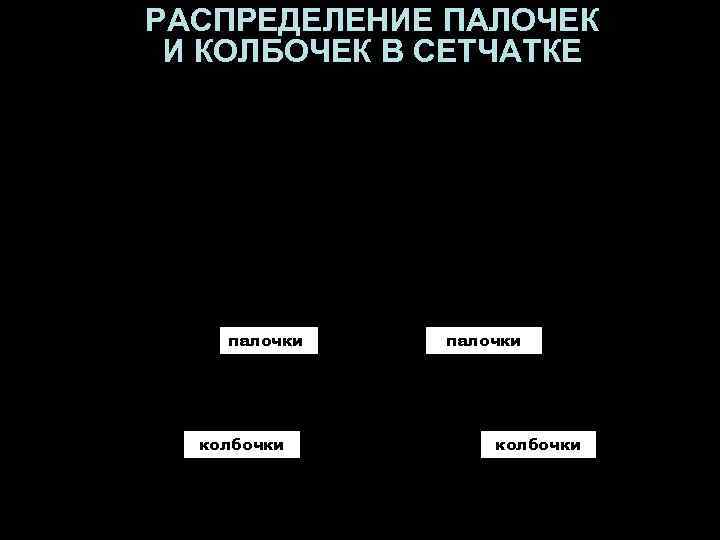 РАСПРЕДЕЛЕНИЕ ПАЛОЧЕК И КОЛБОЧЕК В СЕТЧАТКЕ палочки колбочки 