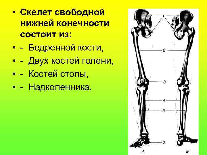  • Скелет свободной нижней конечности состоит из: • - Бедренной кости, • -