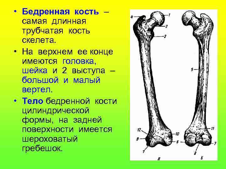  • Бедренная кость – самая длинная трубчатая кость скелета. • На верхнем ее