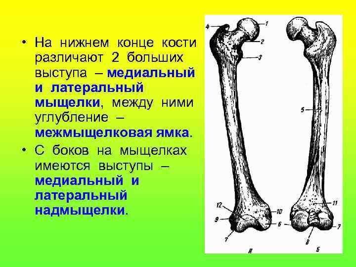  • На нижнем конце кости различают 2 больших выступа – медиальный и латеральный