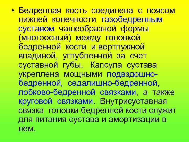  • Бедренная кость соединена с поясом нижней конечности тазобедренным суставом чашеобразной формы (многоосный)