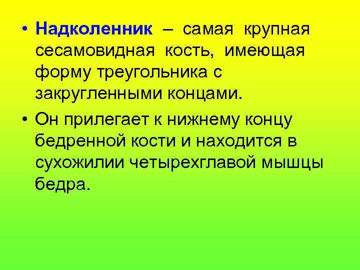  • Надколенник – самая крупная сесамовидная кость, имеющая форму треугольника с закругленными концами.