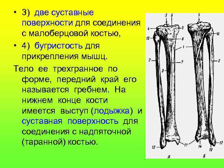  • 3) две суставные поверхности для соединения с малоберцовой костью, • 4) бугристость