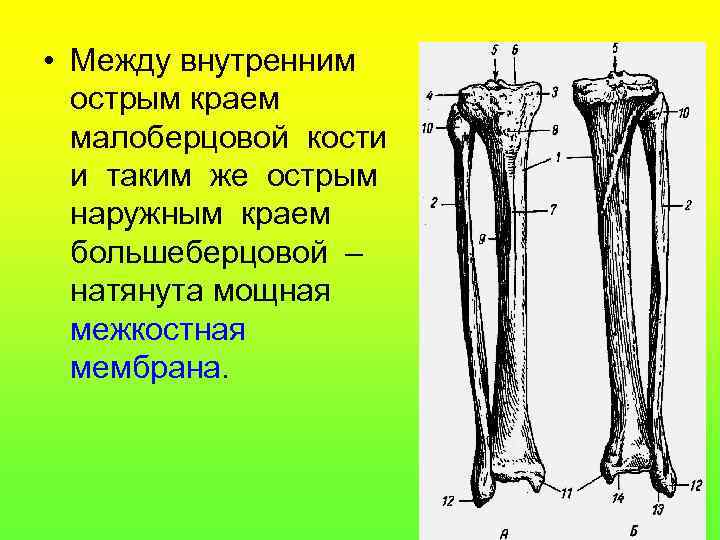  • Между внутренним острым краем малоберцовой кости и таким же острым наружным краем
