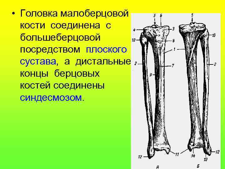  • Головка малоберцовой кости соединена с большеберцовой посредством плоского сустава, а дистальные концы